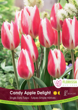 Load image into Gallery viewer, Bulbs, Tulips, Candy Apple Delight
