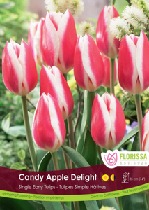 Bulbs, Tulips, Candy Apple Delight