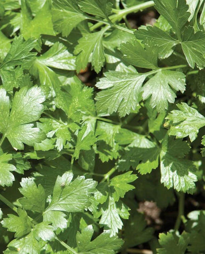 Herb Cilantro Santo Monogerm