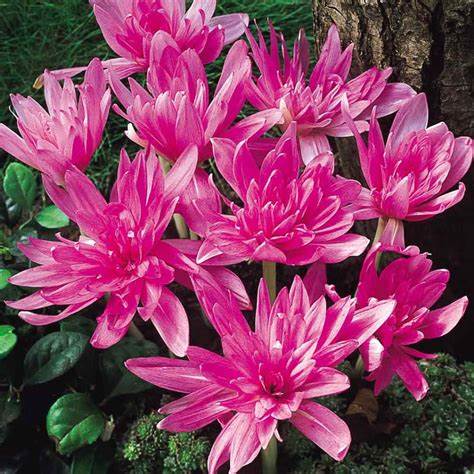 Colchicum Waterlily