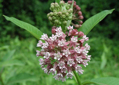 Seeds Common Milkweed