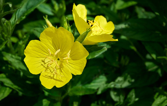 Seeds Common Evening Primrose