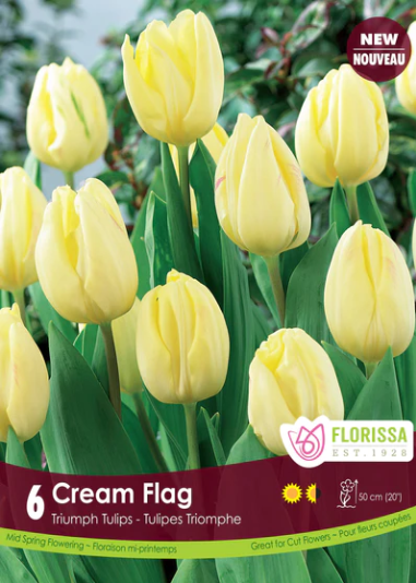 Bulbs, Tulip, Cream Flag