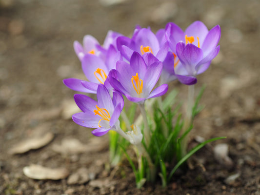 Crocus Aqua