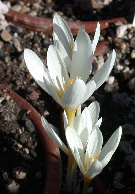 Crocus FF Ochroleucus Tops