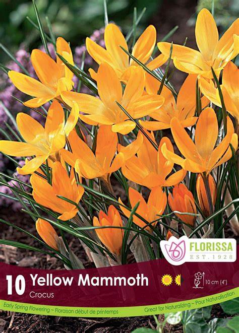 Crocus Yellow Mammoth