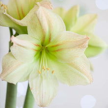 Load image into Gallery viewer, Amaryllis Bulb - Magic Green 26/28
