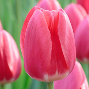 Bulbs, Tulip, Rosy Delight