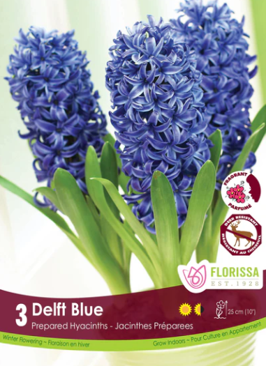 Bulbs, Prepared Hyacinth, Delft Blue