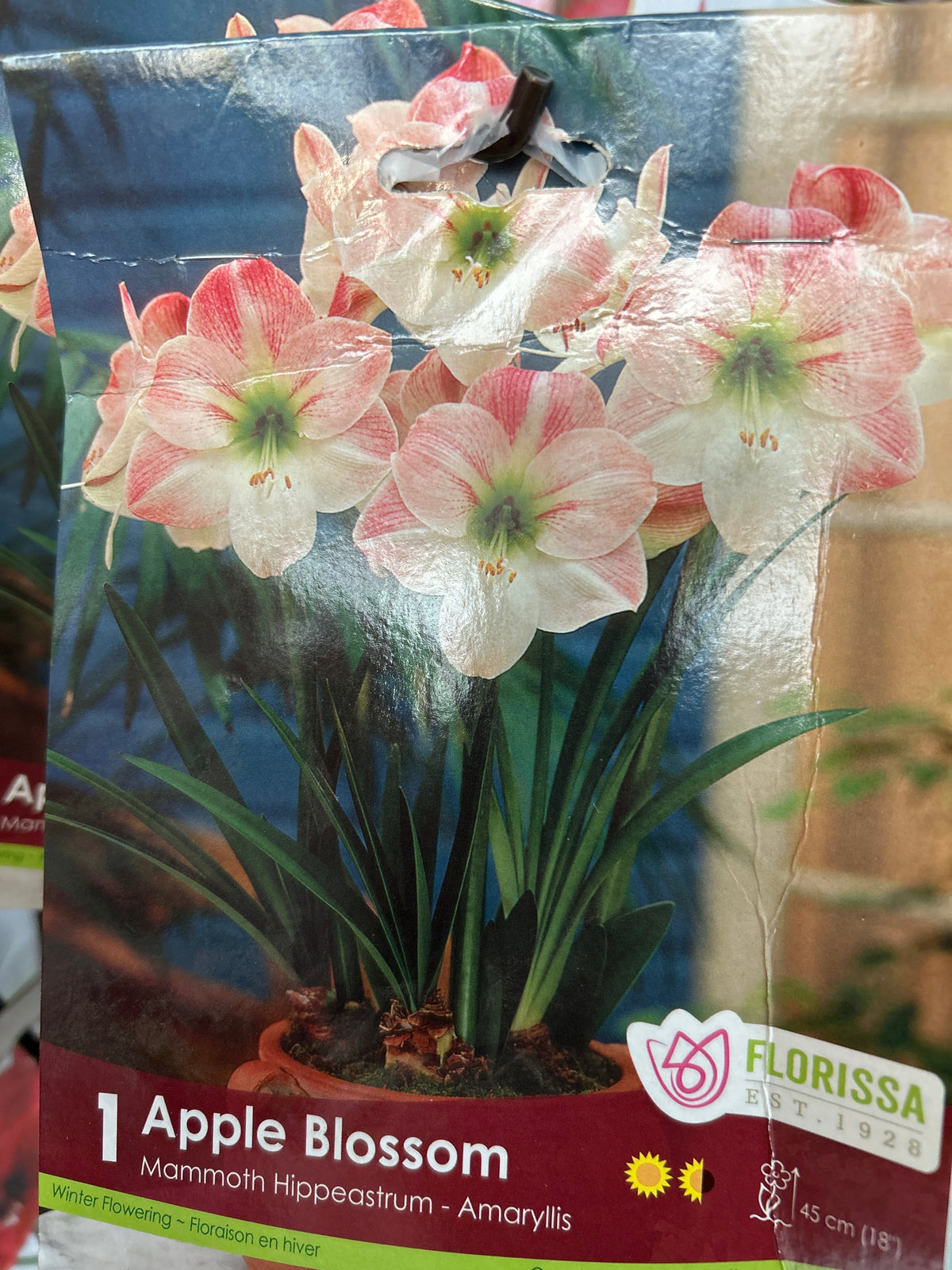 Amaryllis Apple Blossom JUMBO 42+