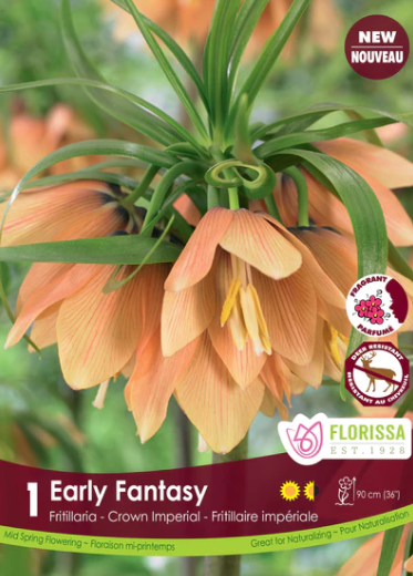 Bulbs, Fritillaria, Early Fantasy