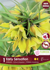 Bulbs, Fritillaria, Early Sensation Tops