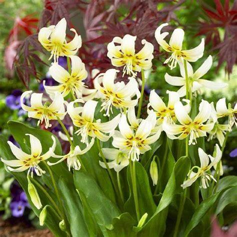 Erythronium White Beauty