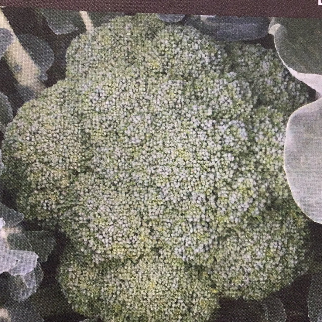 Broccoli Green Magic F1