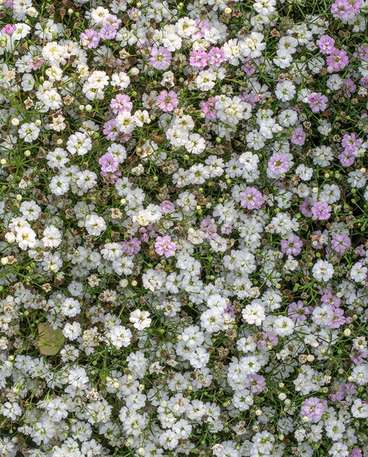 Flower Gypsophila Gypsy White  Annual Seeds