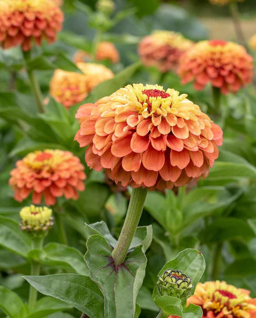 Queeny Lime Orange Zinnia Seeds