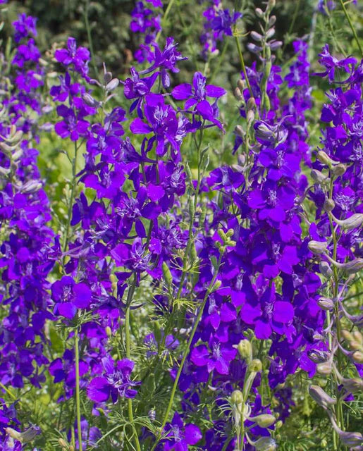 Rocket Larkspur Delphinium Seeds