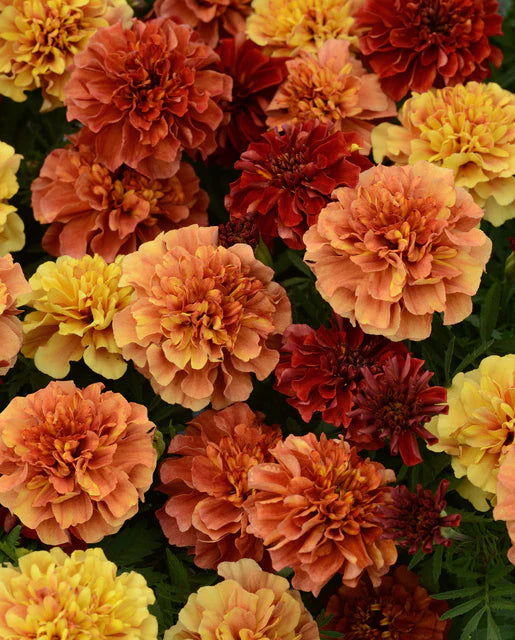 Marigold Bird Garden Collection Strawberry  Blonde Seeds