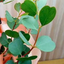Heart Leaf Websteriana Seeds