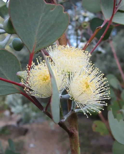 Heart Leaf Websteriana Seeds