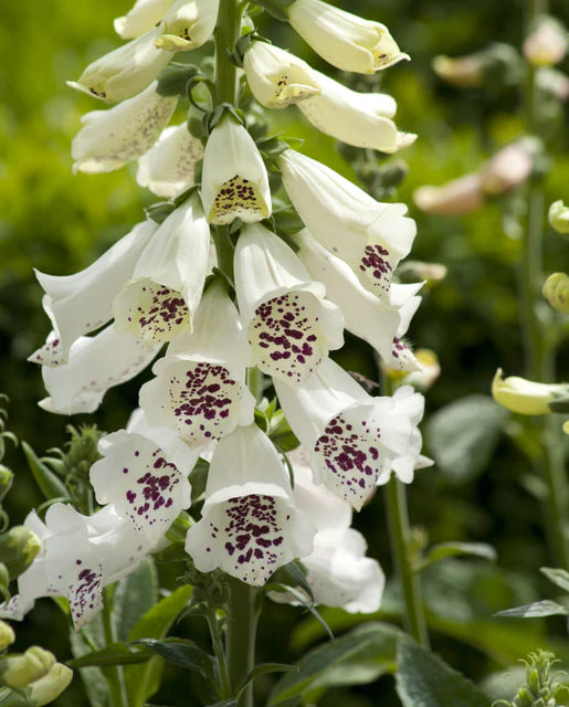 Dalmation White F1 Pelleted Seeds
