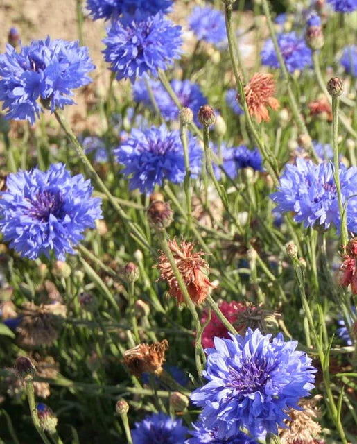 Tall Mixed Cornflowers Seeds