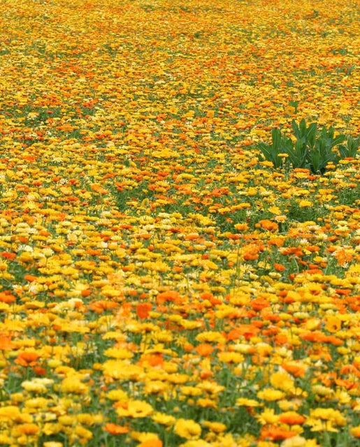 Pacific Beauty Mix Calendula Seeds