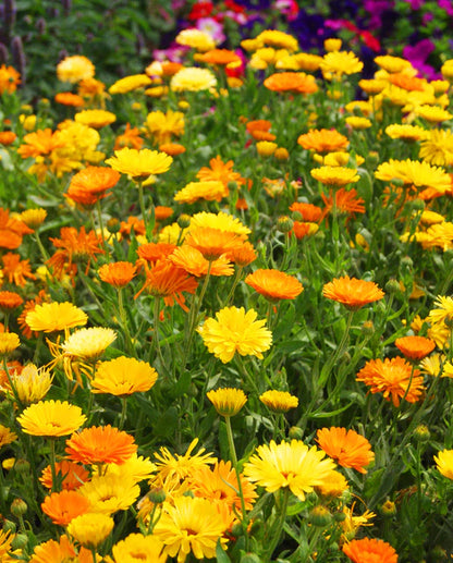 Pacific Beauty Mix Calendula Seeds