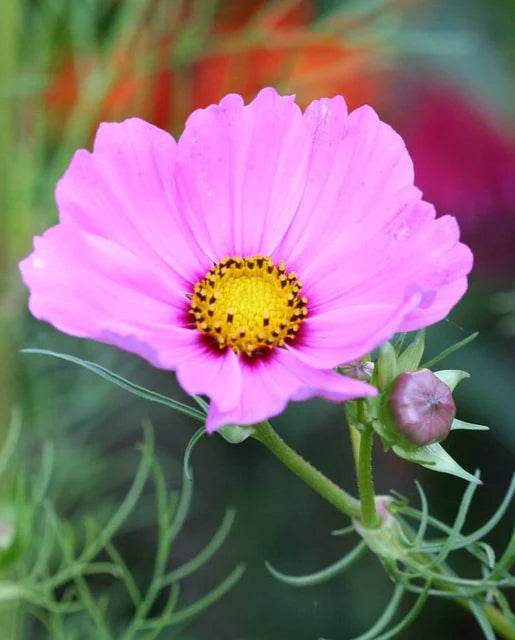 Sensation Mix Cosmos Seeds