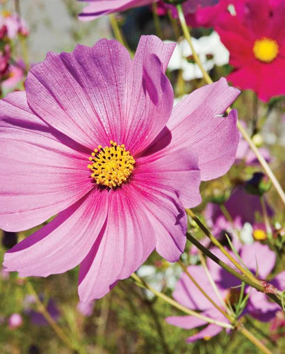 Sensation Mix Cosmos Seeds