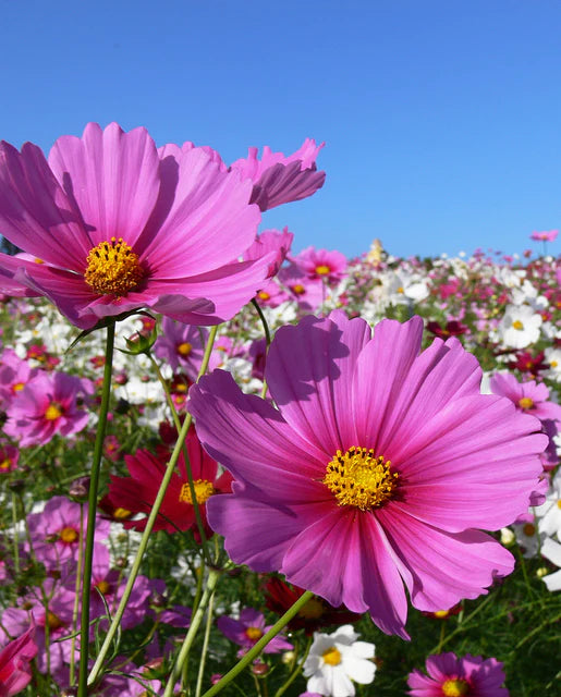 Cosmos Mini Blend Seeds
