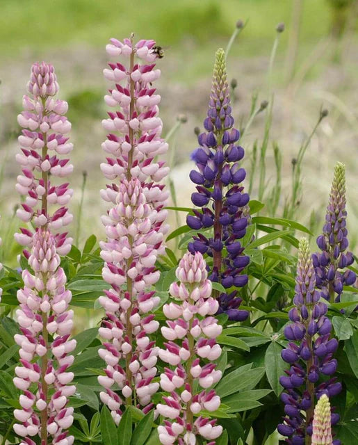 Russell Hybrids Lupines Seeds