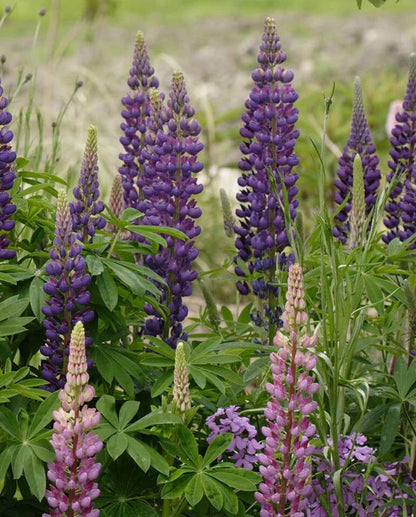 Russell Hybrids Lupines Seeds