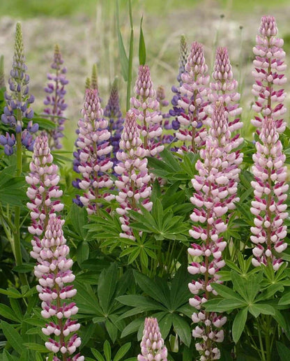 Russell Hybrids Lupines Seeds