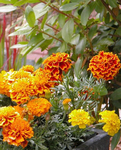 Flower Brocade Marigolds - Annual