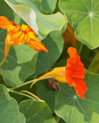 Flower Nasturtium Glorious Gleam