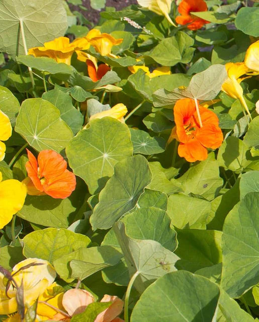 Jewel Mix Nasturtium Seeds