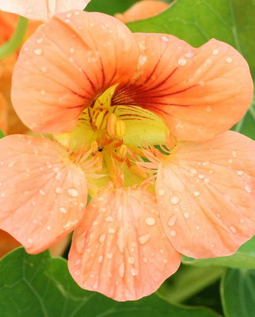 Tip Top Alaska Salmon Nasturtium Seeds