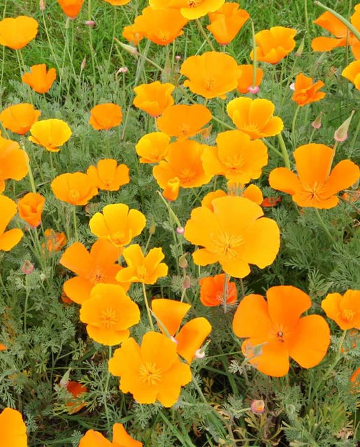 California Orange California Poppy Seeds