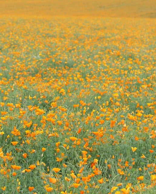 California Orange California Poppy Seeds