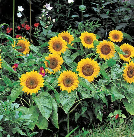 Sunflower Seeds Big Smile