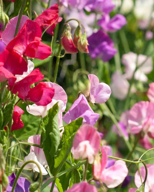 Butterfly Blend Sweet Pea Seeds