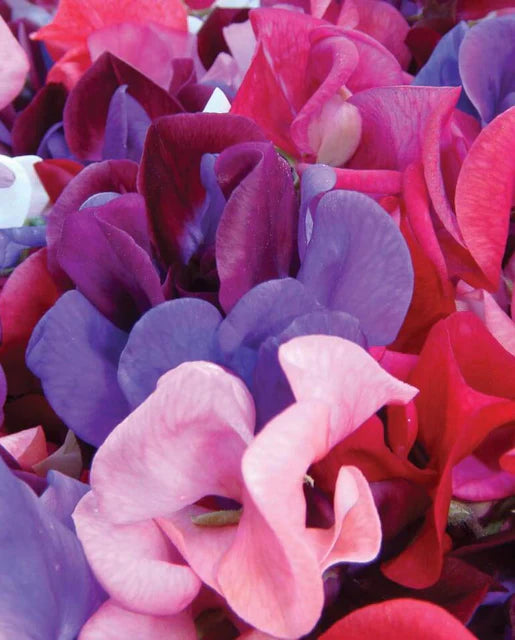 Mammoth Blend Sweet Pea Seeds