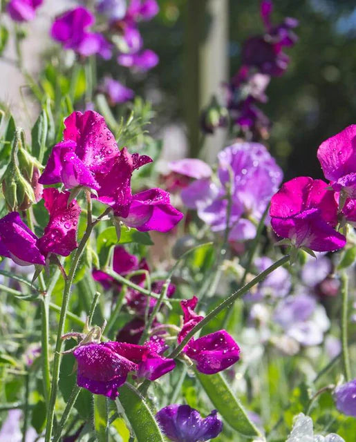 Bijou Blend Sweet Pea Seeds