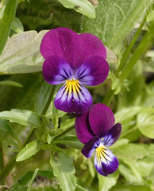 Viola Johnny Jump Up Seeds