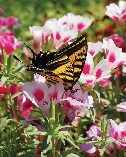 Butterfly Blend Wildflower Seeds