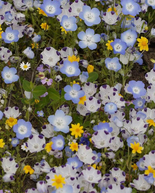 Alternative Lawn Blend