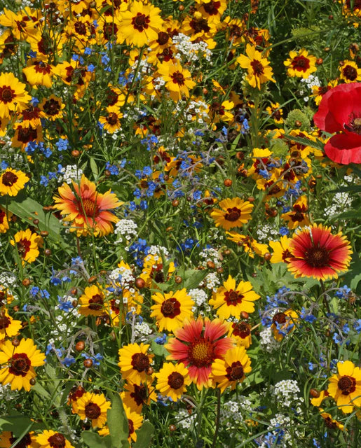 Bee Garden Blend Wildflower sprinkle bag