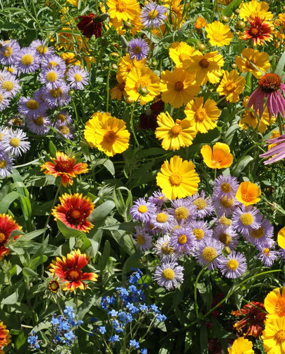 Bee Garden Blend Wildflower sprinkle bag