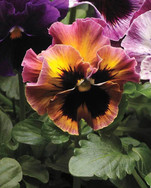 Flower Pansies & Violas Fizzy Fruit Salad Mix - Perennial